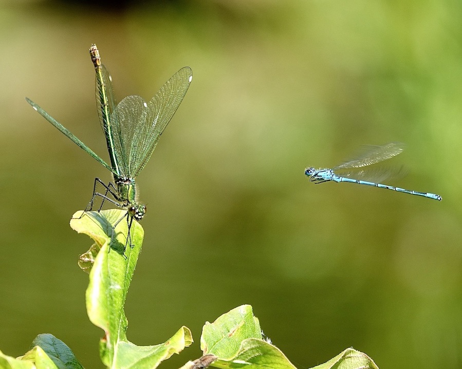 azure damselfly